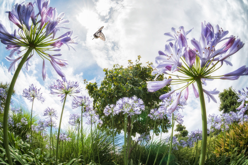 Flying Over Agapanthus
