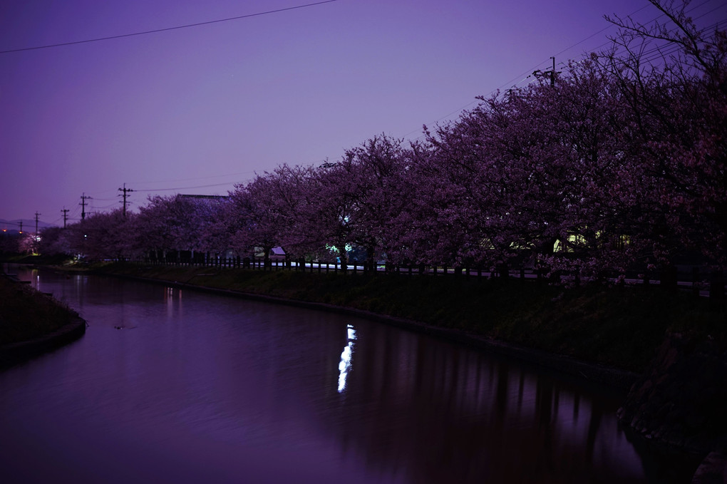 夜の桜並木（２）