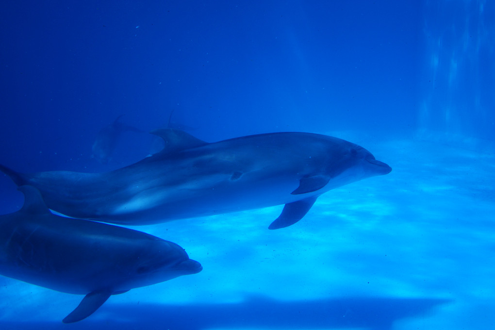 α体験会～名古屋港水族館～