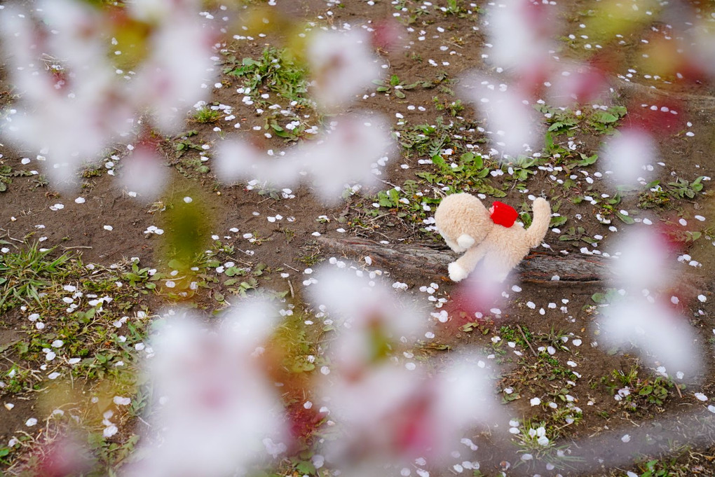 ボクさくらいろ