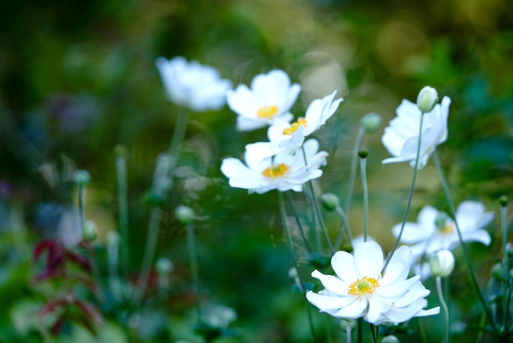 中秋の花