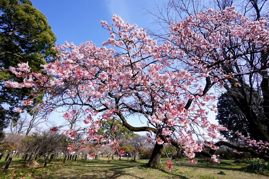 小石川寒桜