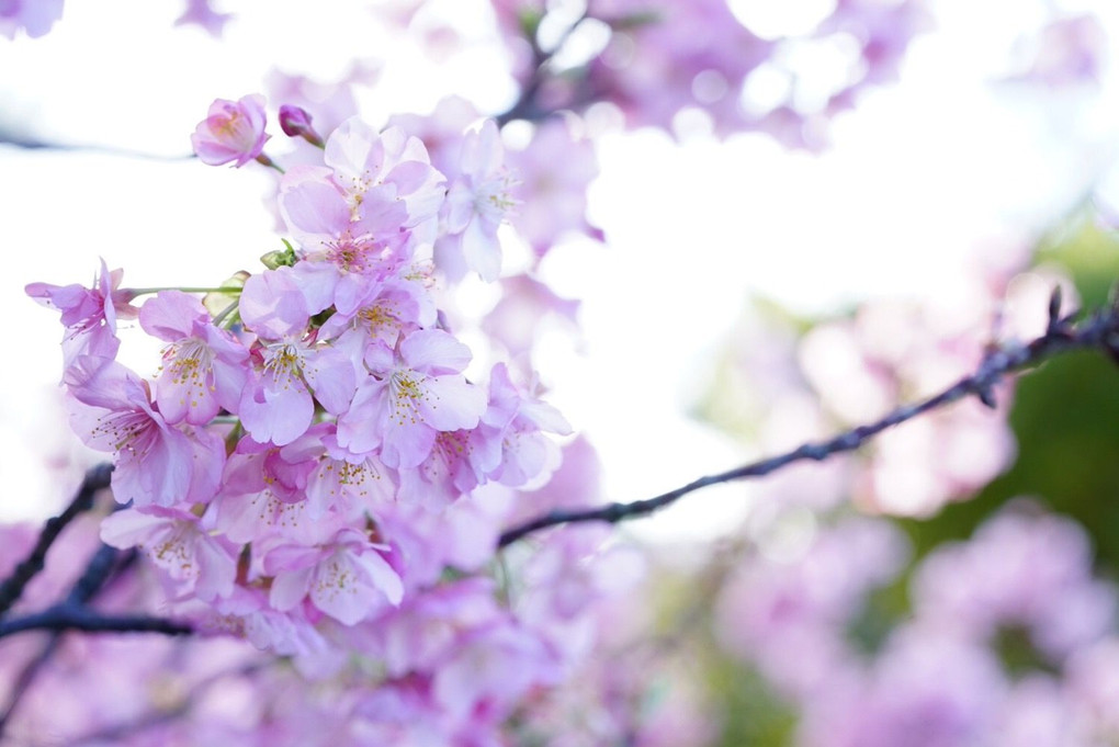 河津桜咲く道