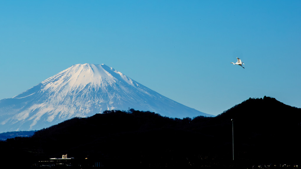 富士山と飛び立つサギ