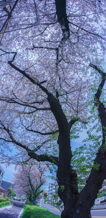 桜の晴れ姿と来年にむけて