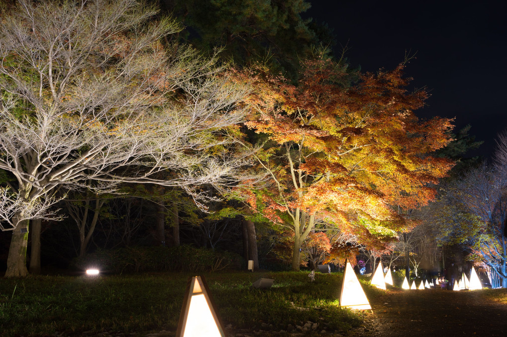 武蔵丘陵森林公園ライトアップ