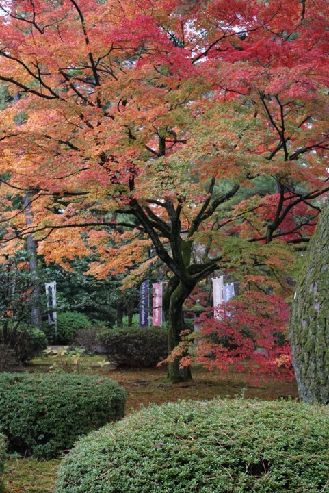 紅葉…天徳院