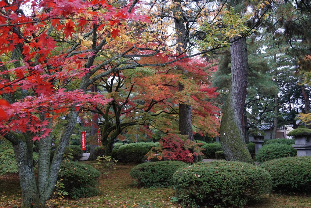 紅葉…天徳院