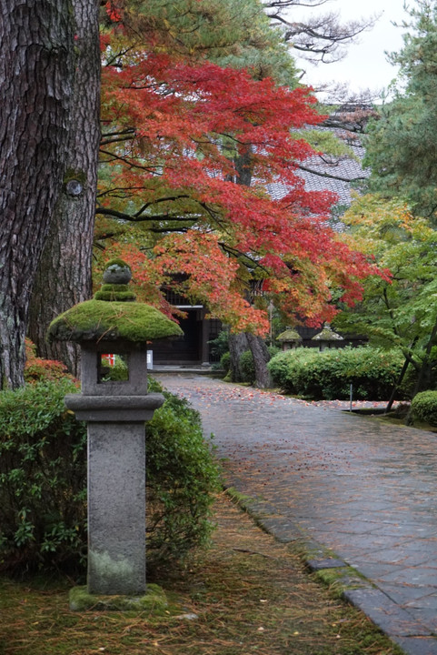 紅葉…天徳院