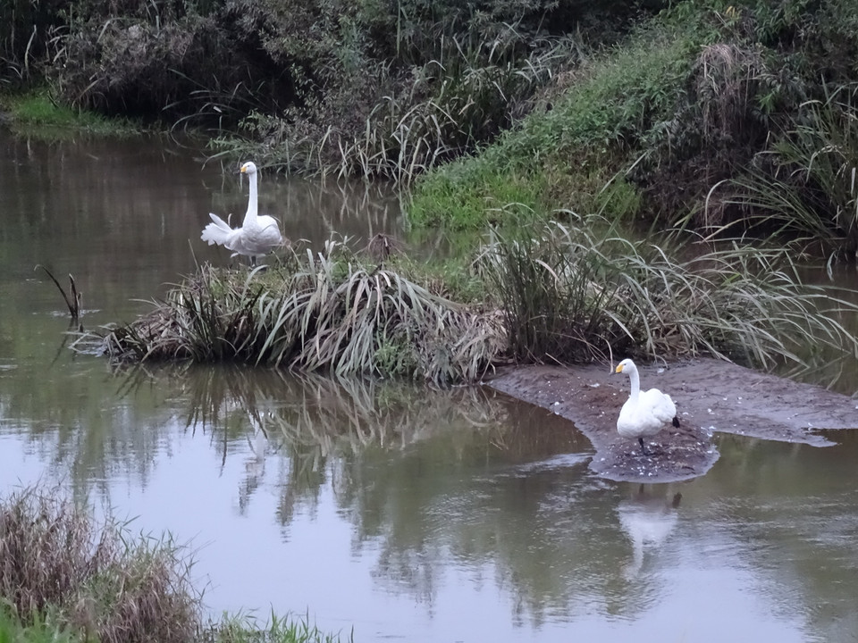 隣の川には二羽白鳥がいる