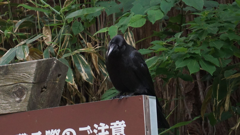 ★羽黒山のカラス★