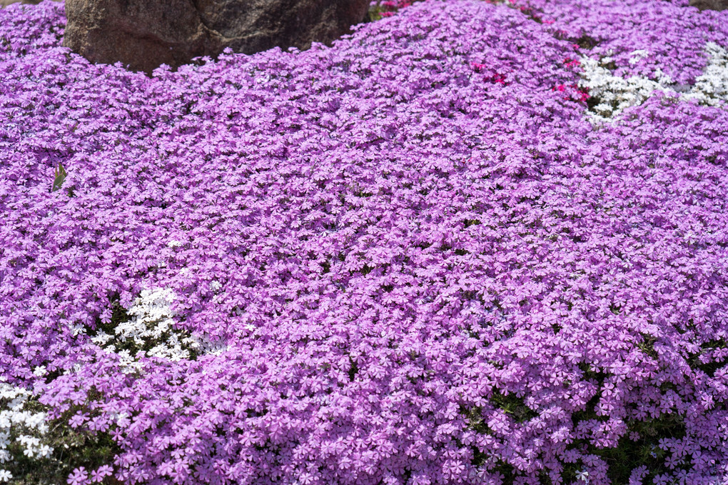 芝桜（シバザクラ）