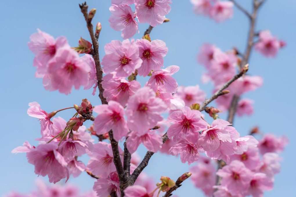 今年も桜の季節