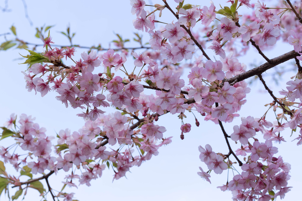 河津桜