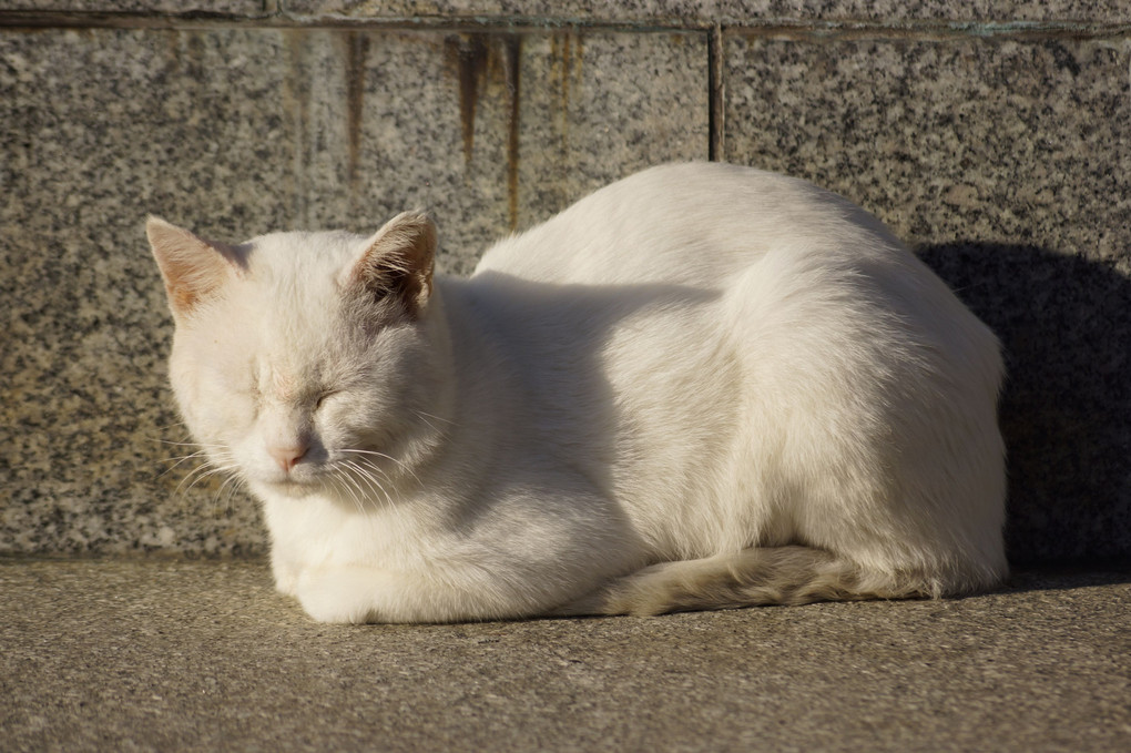 （瞑想する？）白い猫ちゃん