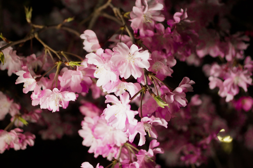 夜桜（枝垂桜）