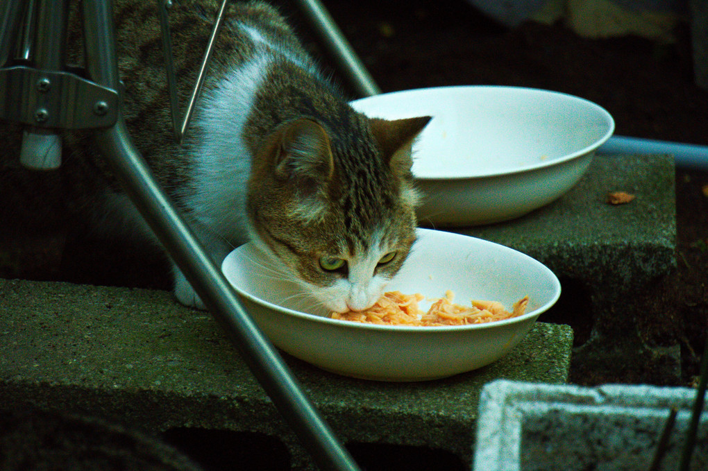ご飯を食べる野良猫ちゃん