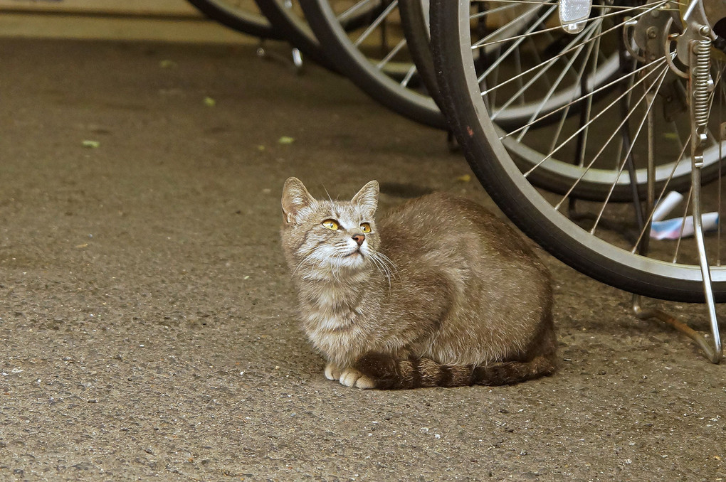 君は何を見上げる？　　野良猫ちゃん