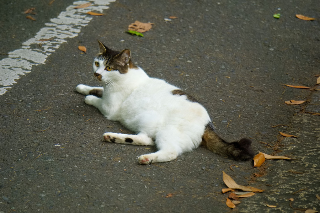 野良猫ちゃん　緑地公園