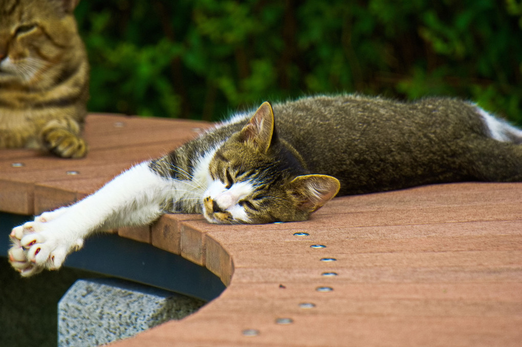 野良猫ちゃん　リラックス