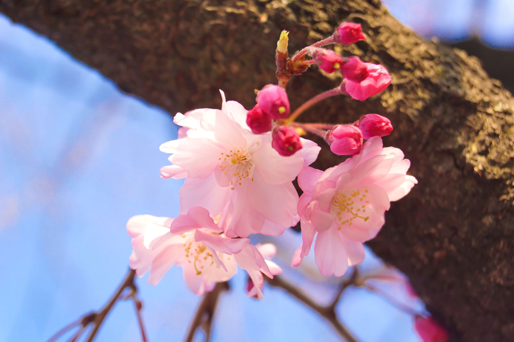 枝垂れ桜…思いますが。 開花