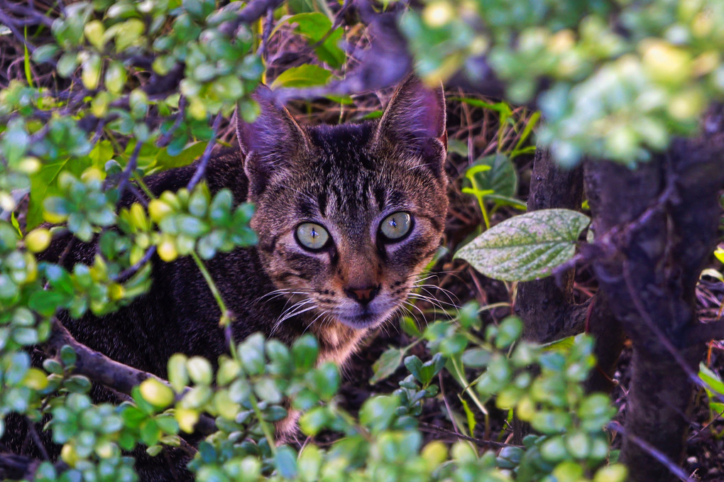 藪の中の…野良猫ちゃん