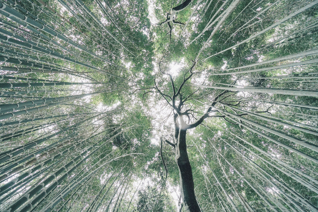 京都 嵐山　竹林の小径