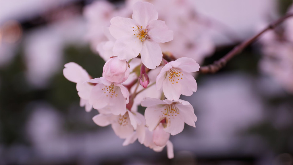 桜三月春爛漫