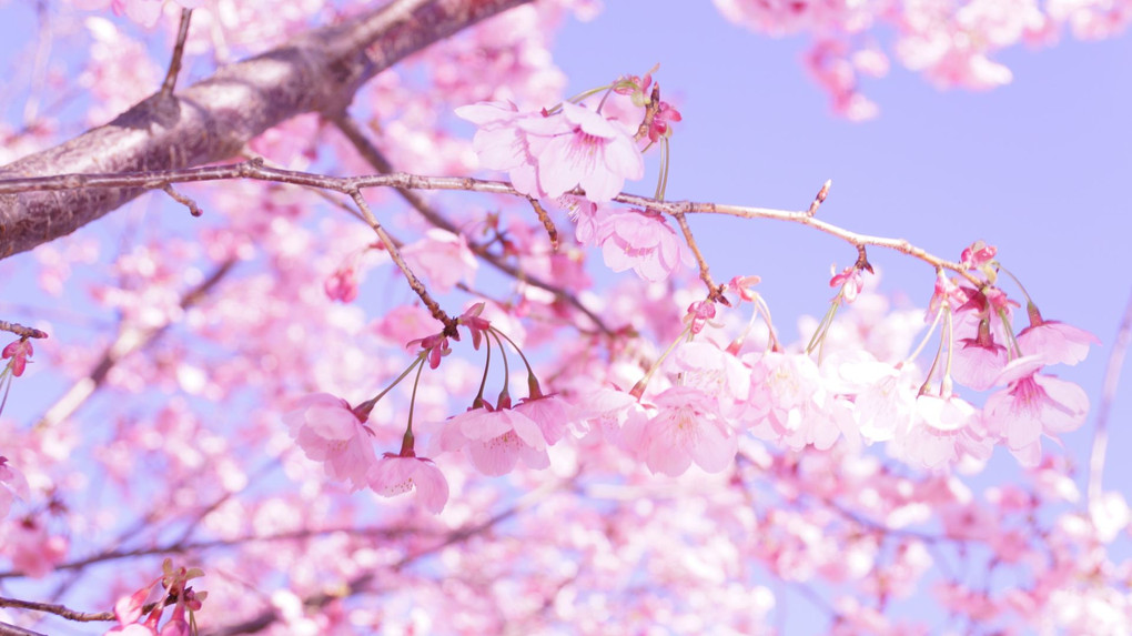 桜三月春爛漫