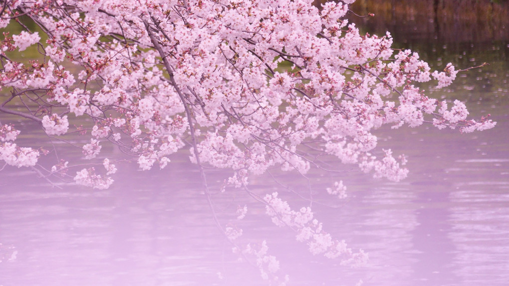海老川の桜　まもなく満開