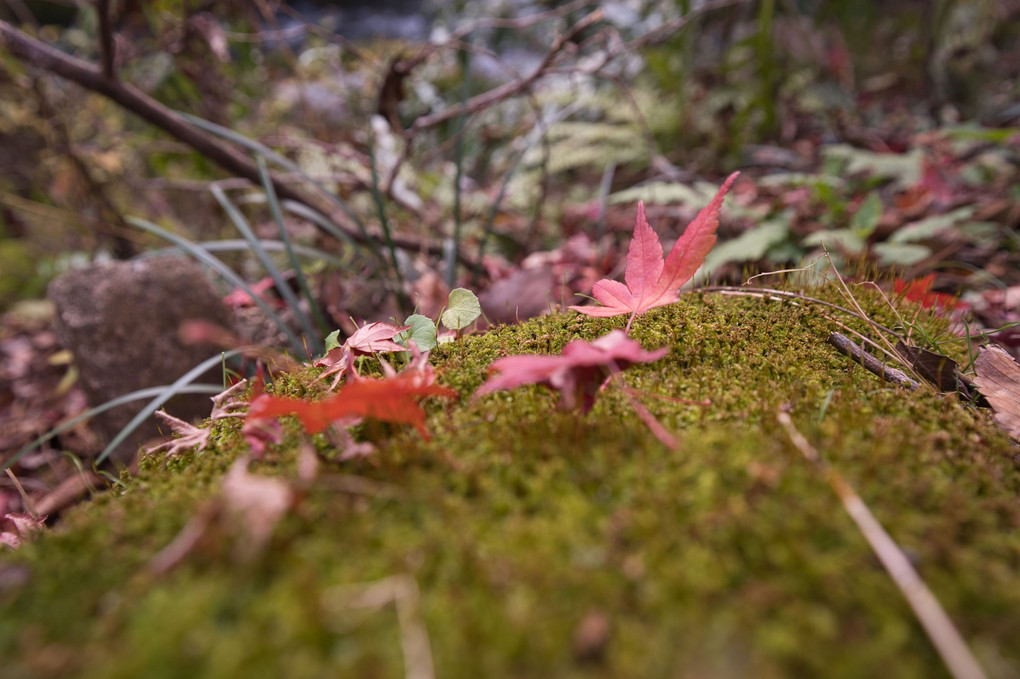 紅葉狩り（花貫渓谷編）