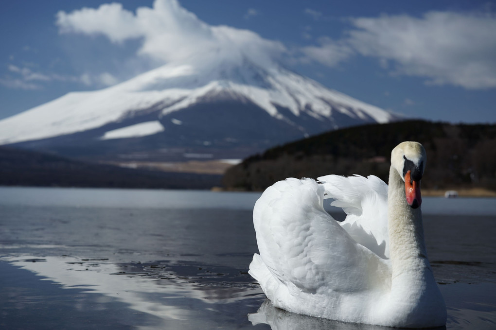 山中湖を訪ねて