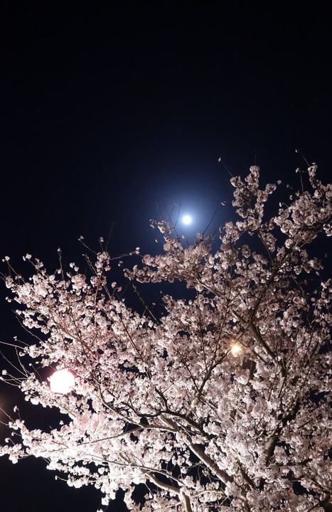 夜桜とブルームーン