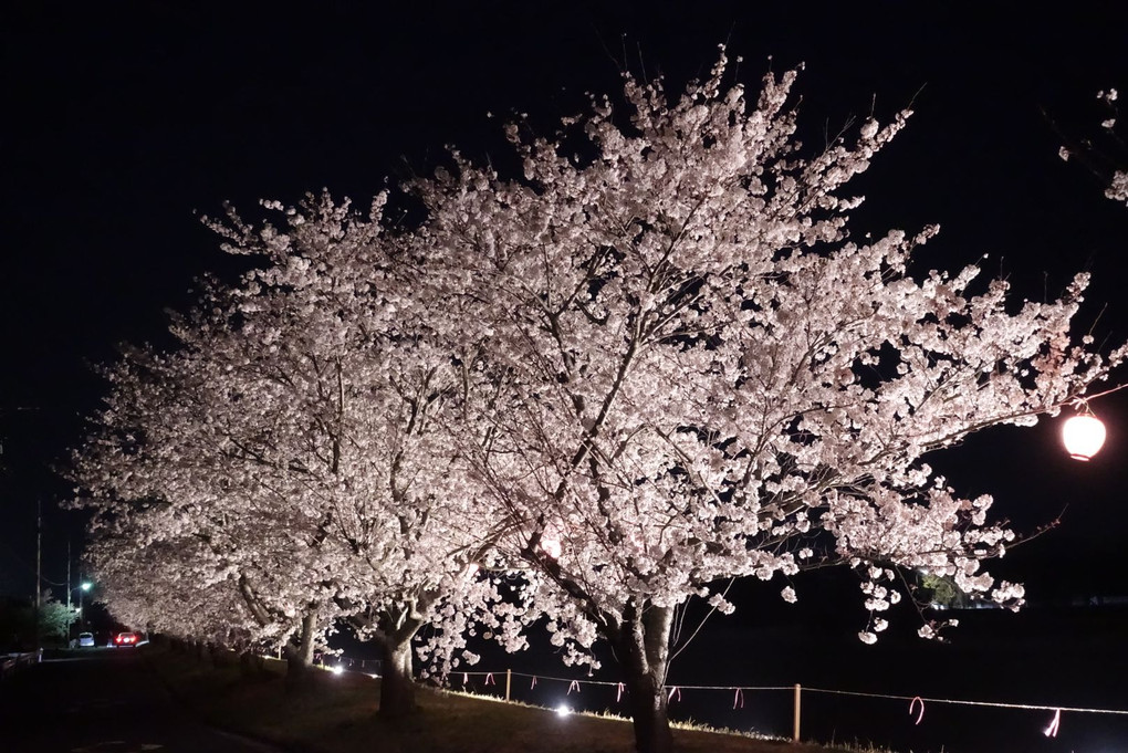 夜桜とブルームーン