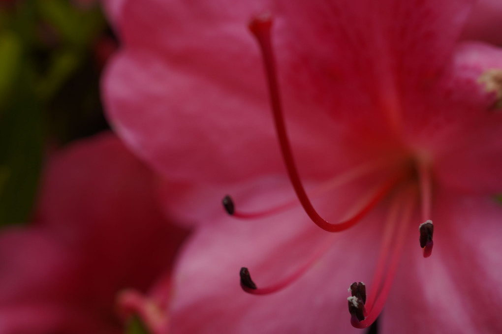 庭での花たちの宴会