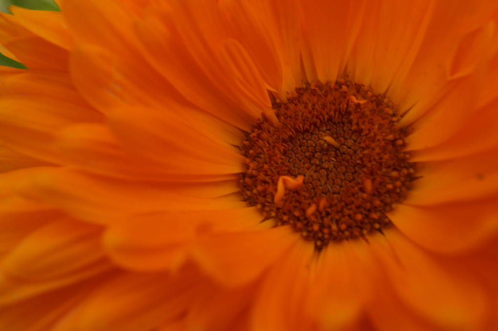 庭での花たちの宴会