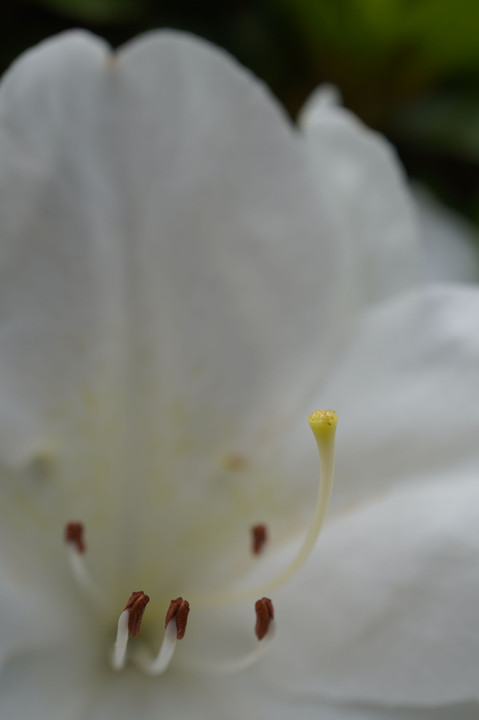 庭での花たちの宴会