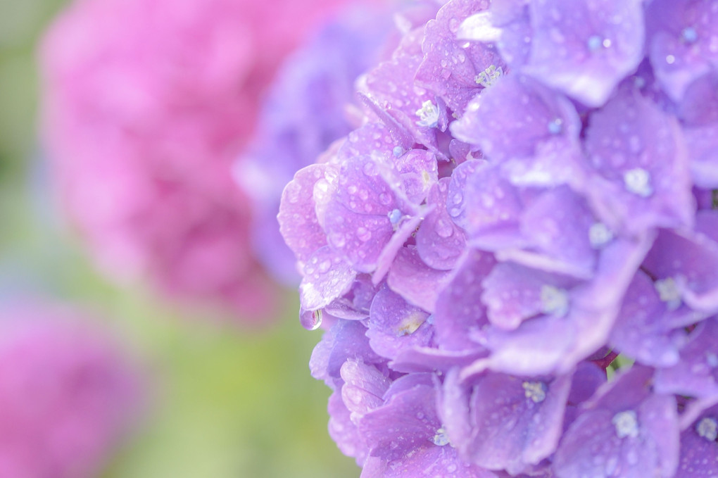 微笑む紫陽花