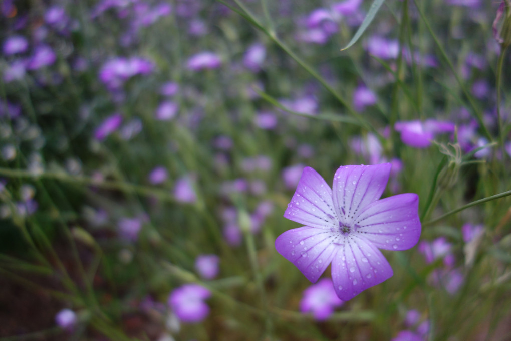 雨の日のお花