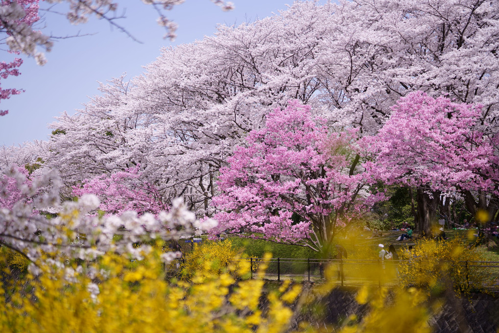 散歩　公園