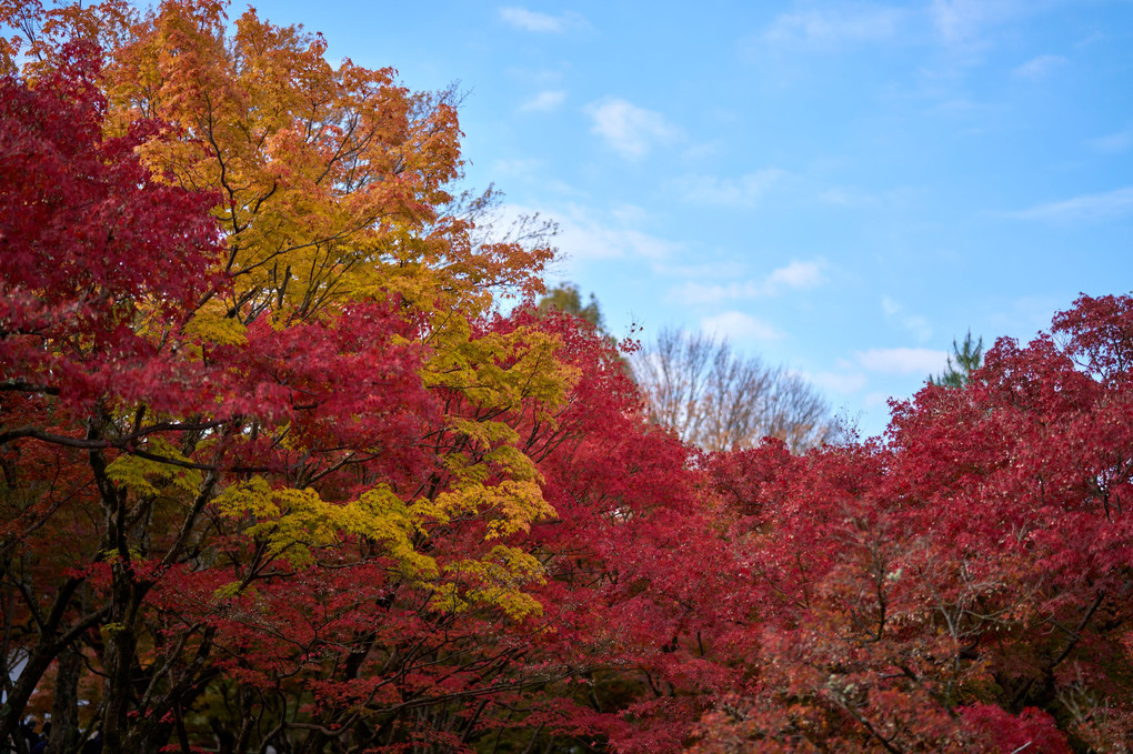 紅葉散策