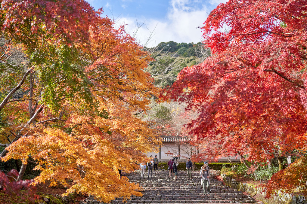 晴れの紅葉散歩