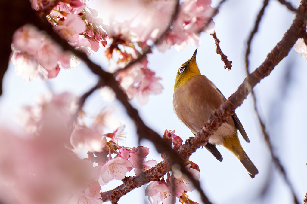 カメラマン