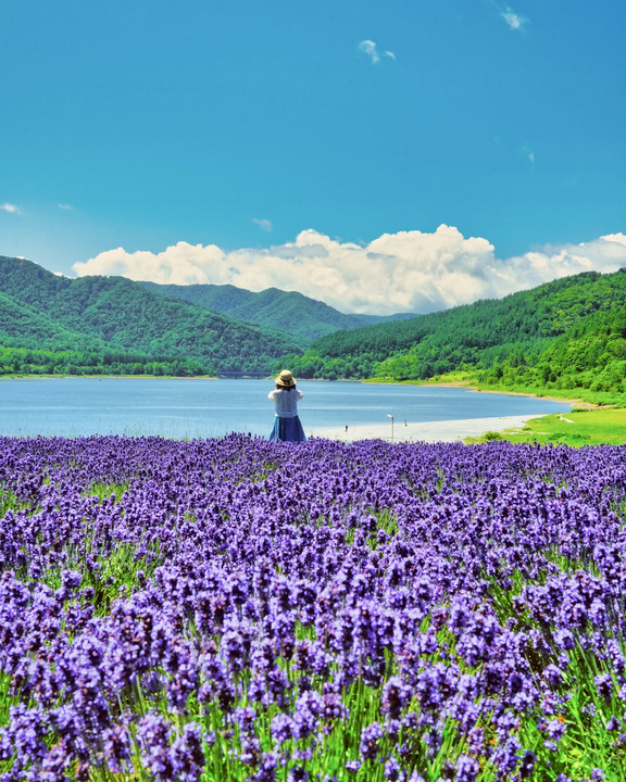 北海道旅行〜かなやま湖ラベンダー園