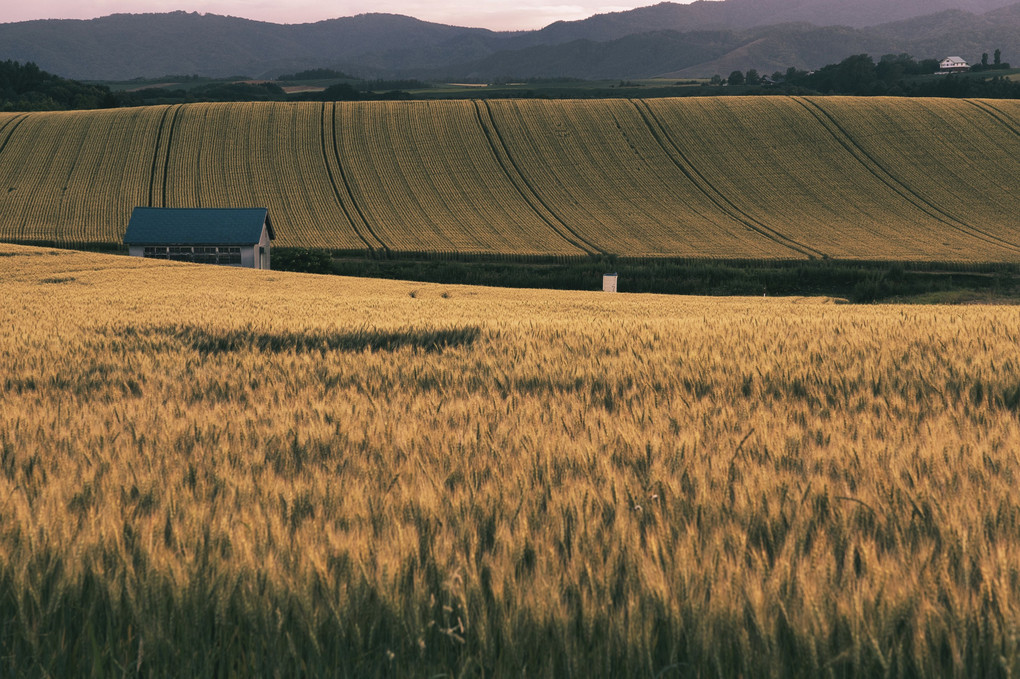 北海道旅行〜夕日に照らされた収穫を待つ麦