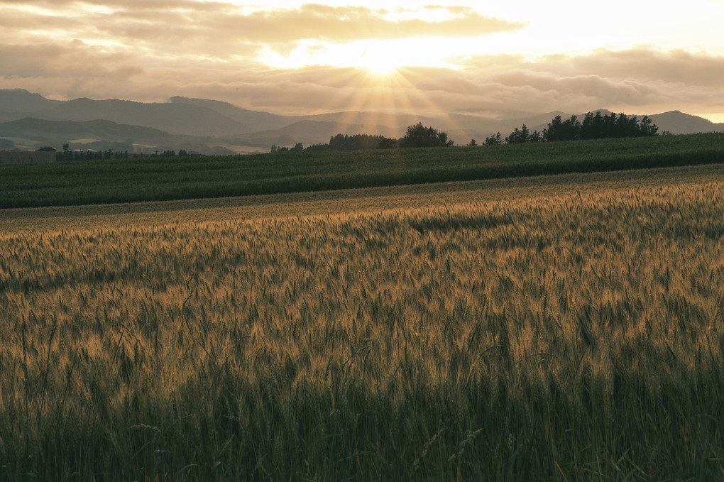 北海道旅行〜夕日に照らされた収穫を待つ麦