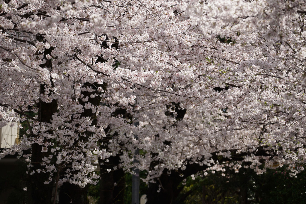 桜たち(4)