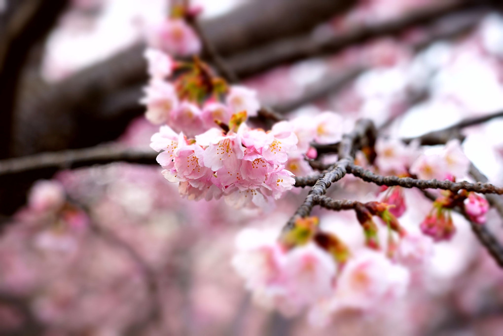 桜たち