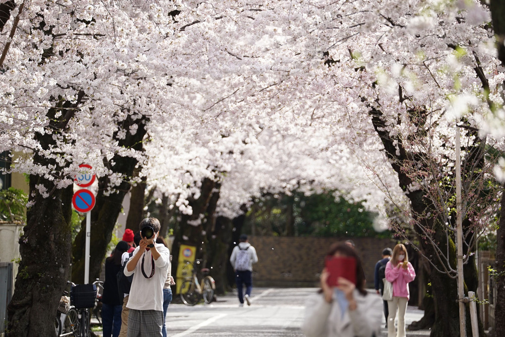 桜の樹の下で　　桜たち(5)