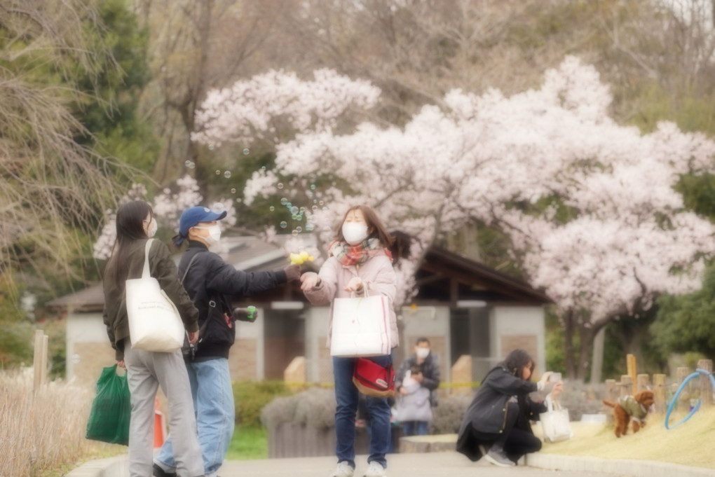 桜の樹の下で　　桜たち(5)